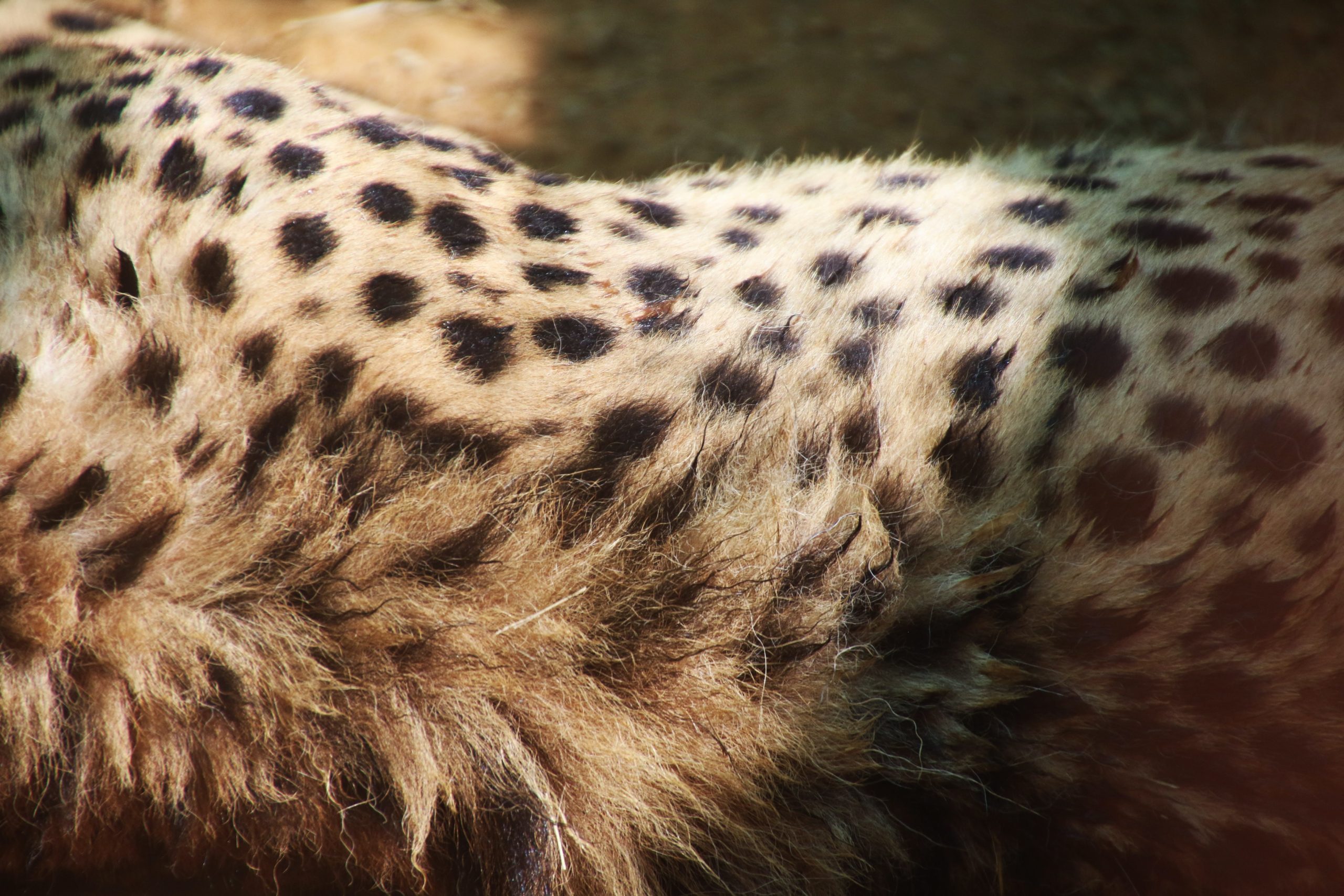 Biología y Moda de Leopardo